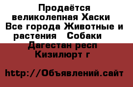 Продаётся великолепная Хаски - Все города Животные и растения » Собаки   . Дагестан респ.,Кизилюрт г.